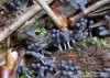 Vlnatka šedá (Houby), Arcyria cinerea (Fungi)